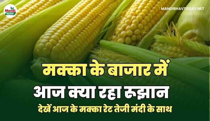 देखें आज के मक्का रेट तेजी मंदी के साथ