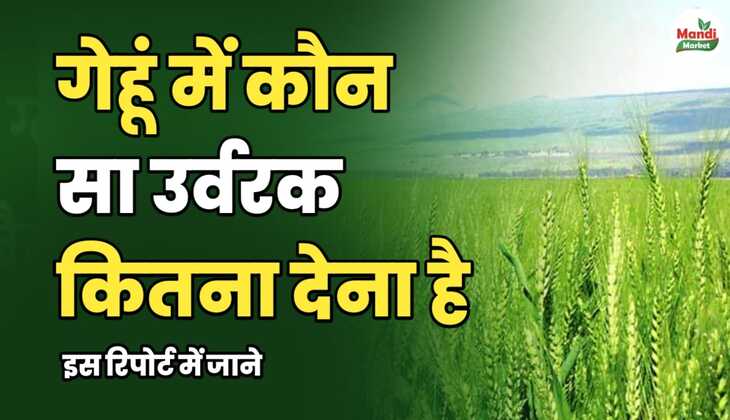 गेहूं में कौन सा उर्वरक कितना देना है, इस रिपोर्ट में जानें