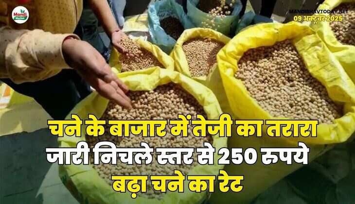 चने के बाजार में तेजी का तरारा जारी | निचले स्तर से 250 रुपये बढ़ा चने का रेट