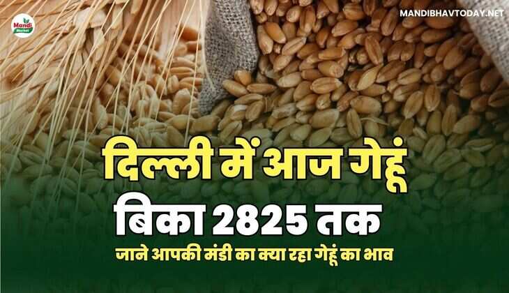दिल्ली में आज गेहूं बिका 2825 तक | जाने आपकी मंडी का क्या रहा&nbsp;गेहूं&nbsp;का&nbsp;भाव