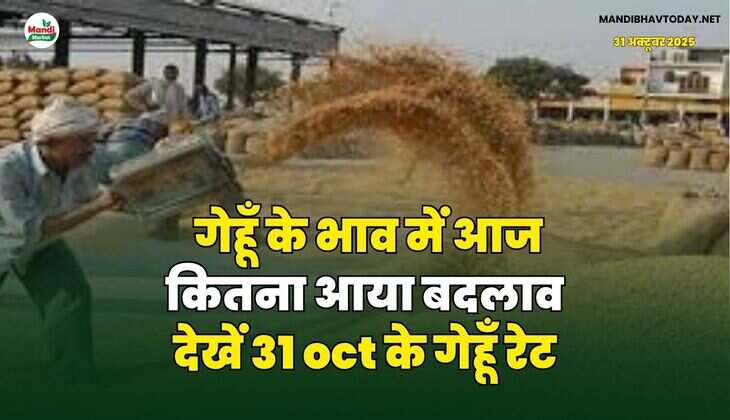 गेहूँ के भाव में आज कितना आया बदलाव | देखें 31 oct के गेहूँ रेट