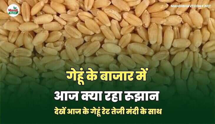 गेहूं के बाजार में आज क्या रहा रूझान | देखें आज के गेहूं रेट तेजी मंदी के साथ