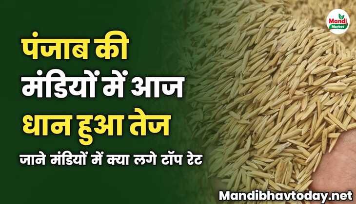 पंजाब की मंडियों में आज धान हुआ तेज | जाने मंडियों में क्या लगे टॉप रेट