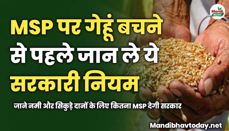  MSP पर गेहूं बचने से पहले जान ले ये सरकारी नियम | जाने नमी और सिकुड़े दानों के लिए कितना MSP देगी सरकार 