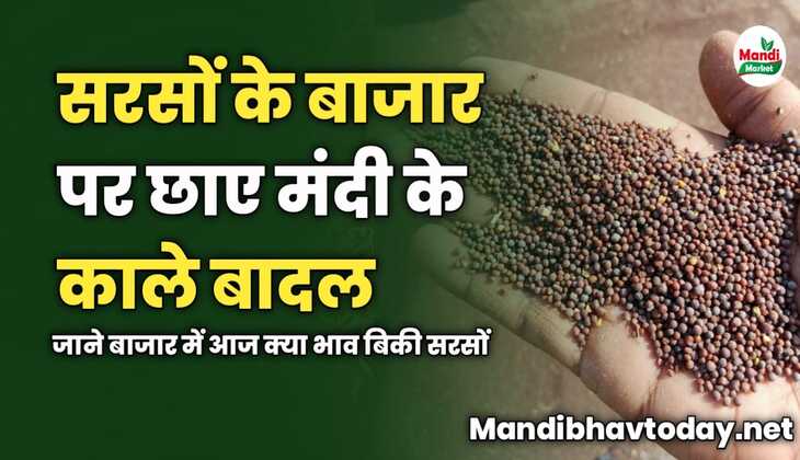 सरसों के बाजार पर छाए मंदी के काले बादल | जाने बाजार में आज क्या भाव बिकी सरसों