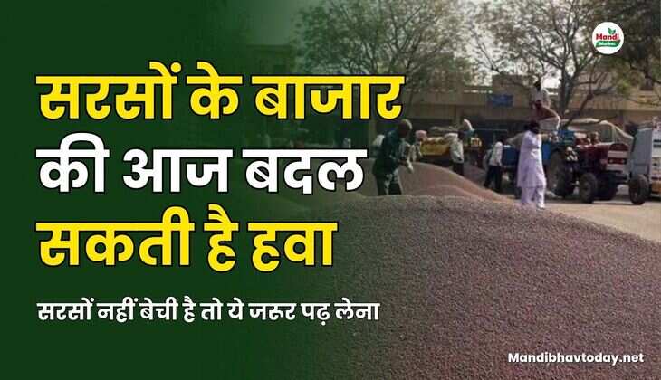 सरसों नहीं बेची है तो ये जरूर पढ़ लेना