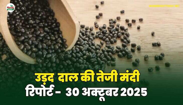 उड़द दाल की तेजी मंदी रिपोर्ट - 30 अक्टूबर 2025
