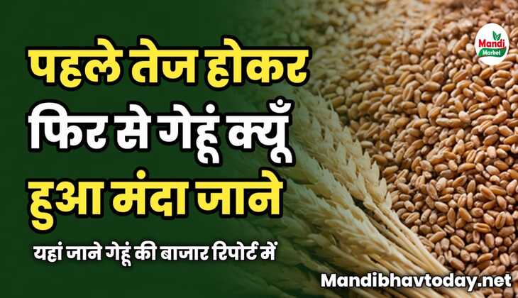 पहले तेज होकर फिर से गेहूं क्यूँ हुआ मंदा | यहां जाने गेहूं की बाजार रिपोर्ट में
