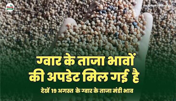 देखें  19 अगस्त  के ग्वार के ताजा मंडी भाव  