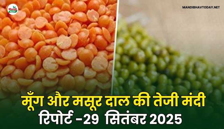 मूँग और मसूर दाल की तेजी मंदी रिपोर्ट -29  सितंबर 2025