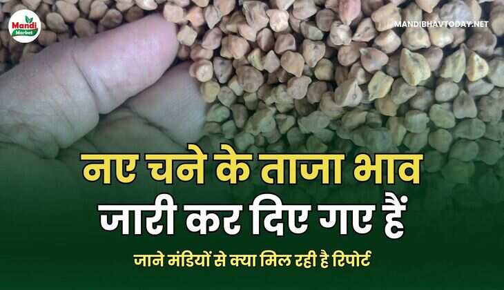 नए चने के ताजा भाव जारी कर दिए गए हैं | जाने मंडियों से क्या मिल रही है रिपोर्ट
