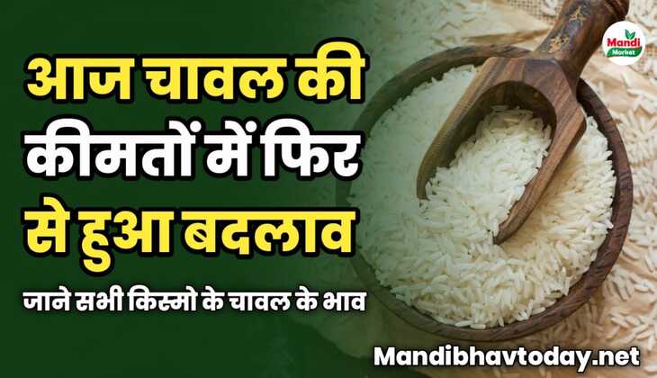 चावल की कीमतों में फिर से हुआ बदलाव | जाने सभी किस्मो के चावल के भाव 