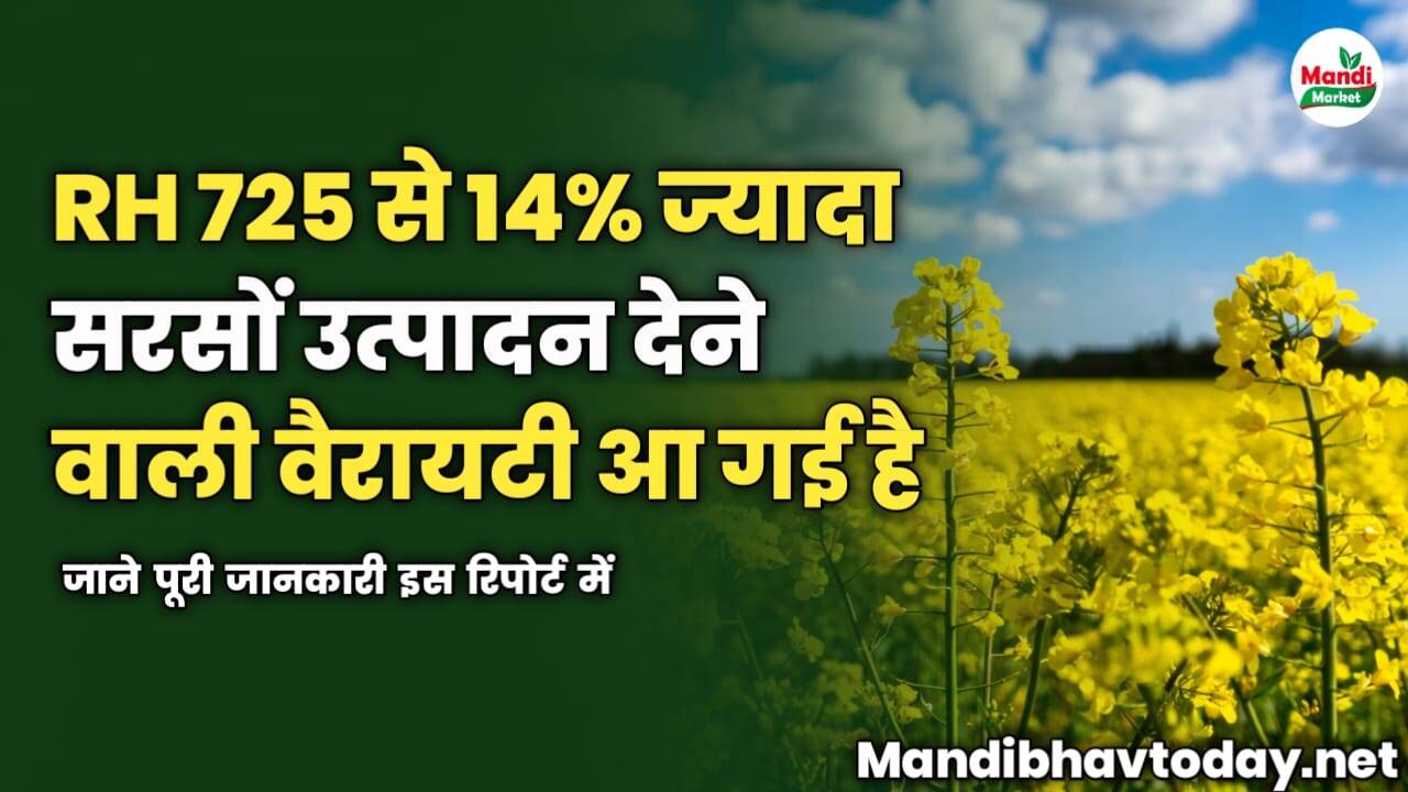 RH 725 से 14% ज्यादा सरसों उत्पादन देने वाली वैरायटी आ गई है | जाने पूरी डिटेल्स