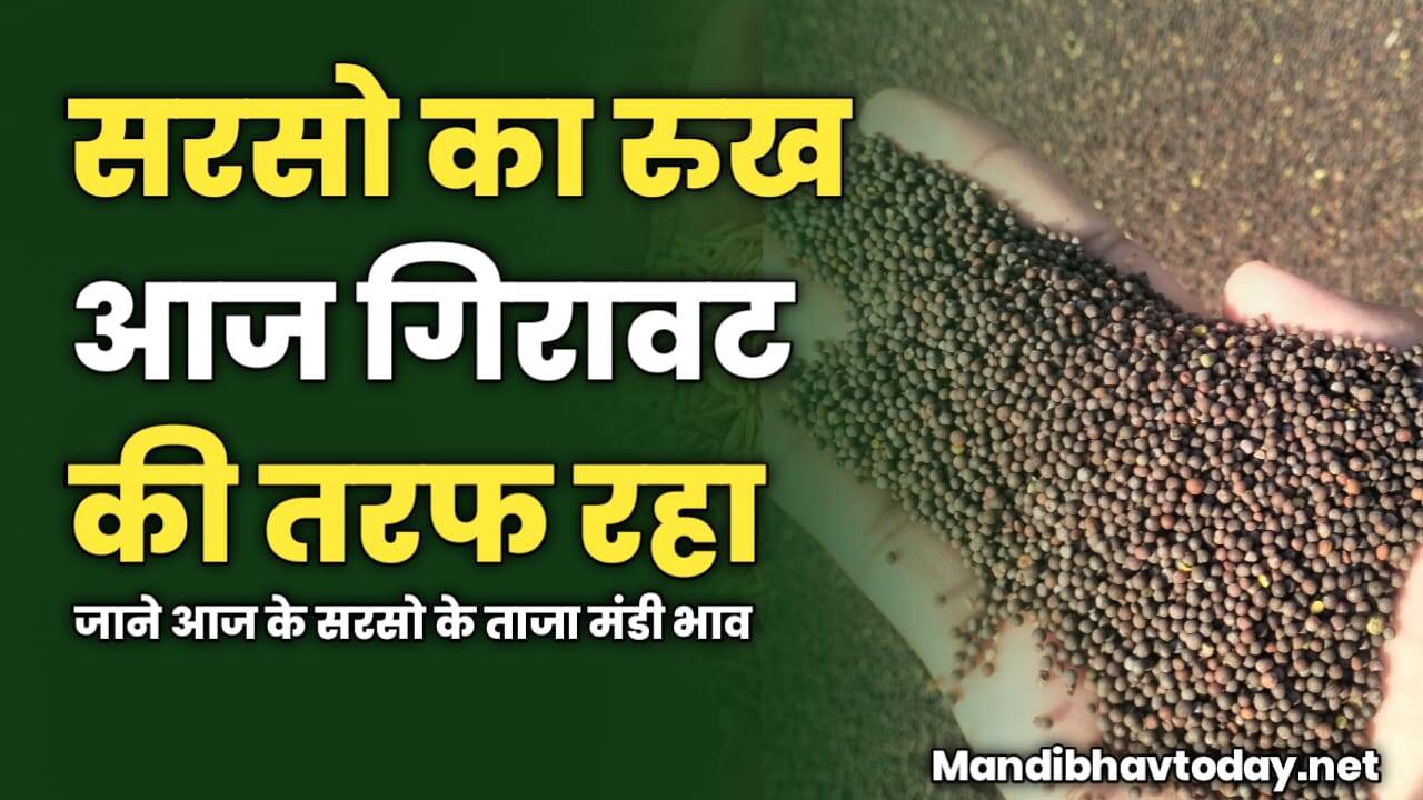 आज सरसो का रुख रहा गिरावट की तरफ | जाने आज के सरसो के ताजा मंडी भाव