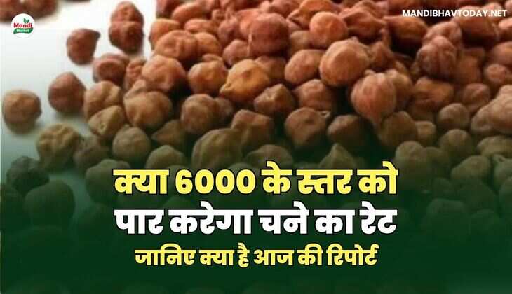 चना रिपोर्ट