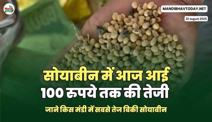सोयाबीन में आज आई 100 रुपये तक की तेजी | जाने किस मंडी में सबसे तेज बिकी सोयाबीन