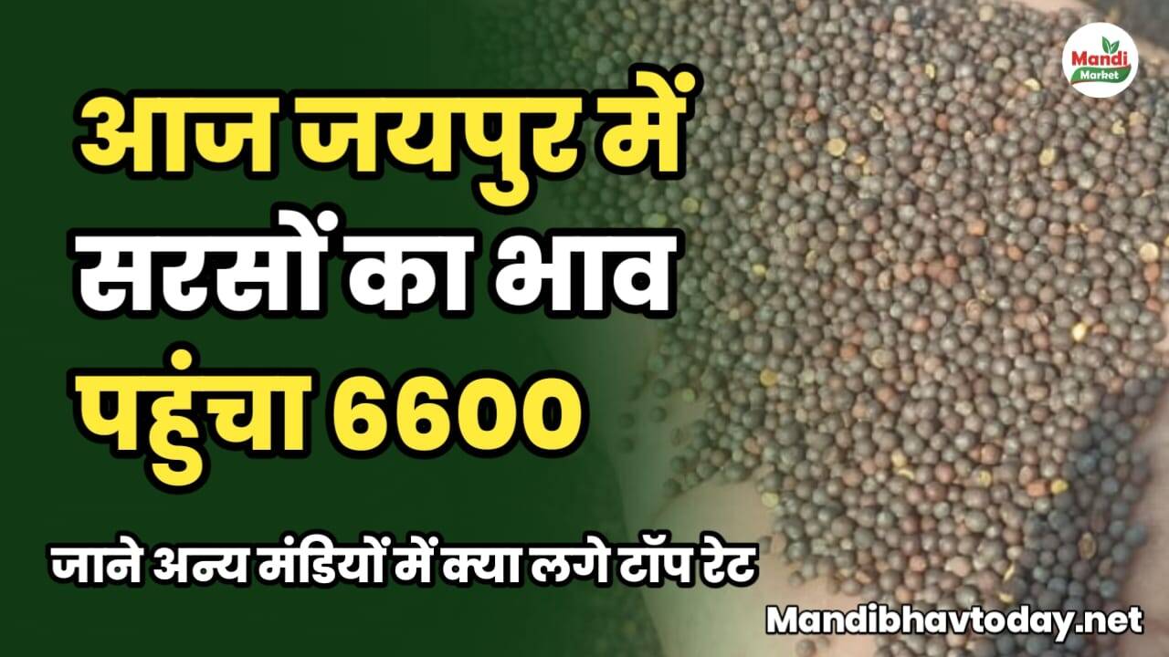 आज जयपुर में सरसों का भाव पहुंचा 6600 | जाने अन्य मंडियों में क्या लगे टॉप रेट