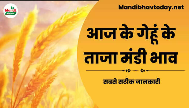 wheat kanak gehu Live Rate Today 30 Jan 2023