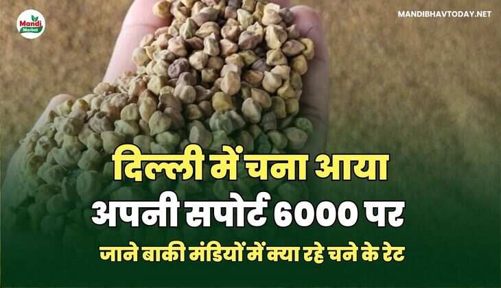 दिल्ली में चना आया अपनी सपोर्ट 6000 पर | जाने बाकी मंडियों में क्या रहे चने के रेट