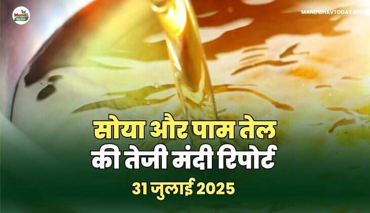 सोया और पाम तेल की तेजी मंदी रिपोर्ट 31  जुलाई 25 