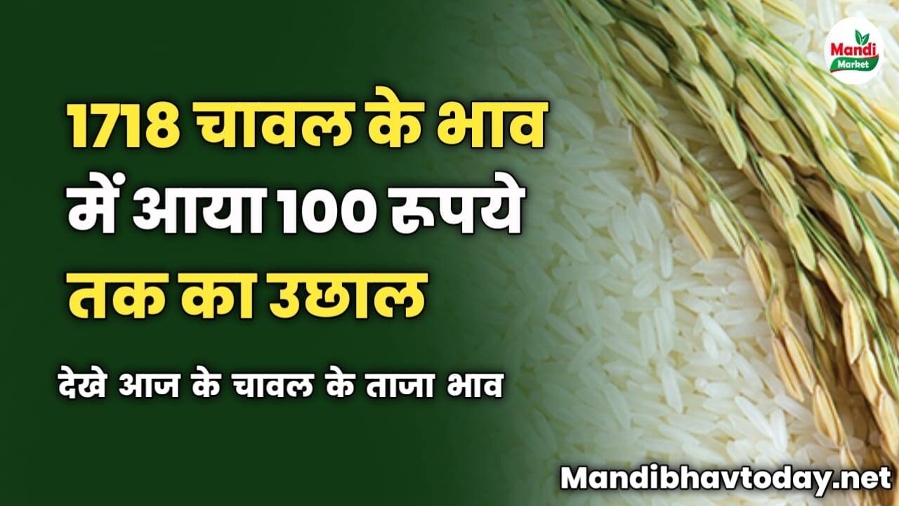 1718 चावल के भाव में आया 100 रूपये तक का उछाल | देखे आज के चावल के ताजा भाव