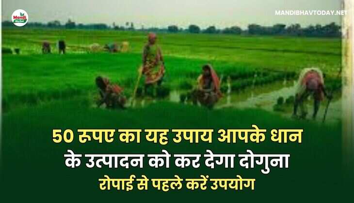 रोपाई से पहले करें उपयोग