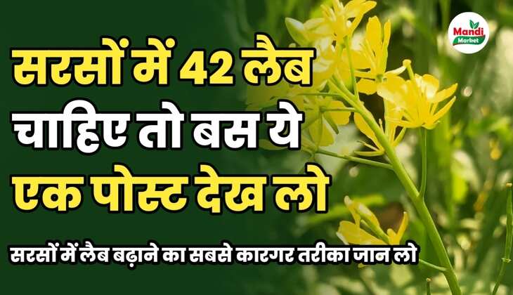 सरसों में 42 लैब चाहिए तो बस ये एक पोस्ट देख लो 