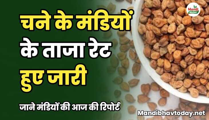 चने के मंडियों के ताजा रेट हुए जारी। जाने मंडियों की आज की रिपोर्ट 
