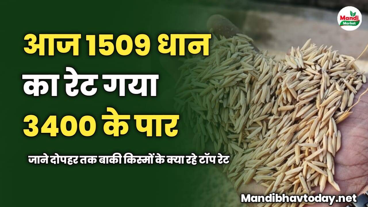 आज 1509 धान का रेट गया 3400 के पार | जाने दोपहर तक बाकी किस्मों के क्या रहे टॉप रेट