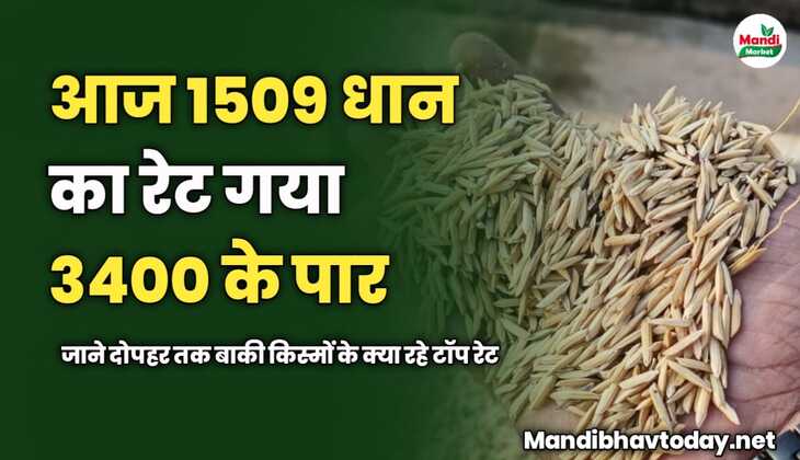 आज 1509 धान का रेट गया 3400 के पार | जाने दोपहर तक बाकी किस्मों के क्या रहे टॉप रेट