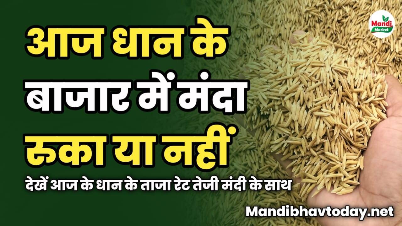 धान के बाजार में मंदा रुका या नहीं | देखें आज के धान के ताजा रेट तेजी मंदी के साथ