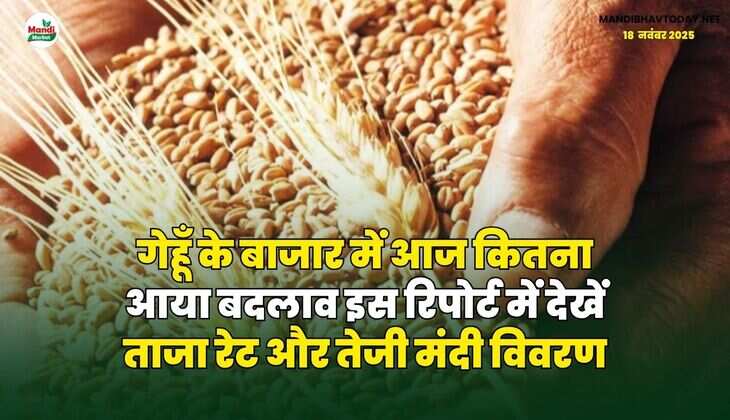 गेहूँ के बाजार में आज कितना आया बदलाव | इस रिपोर्ट में देखें ताजा रेट और तेजी मंदी विवरण