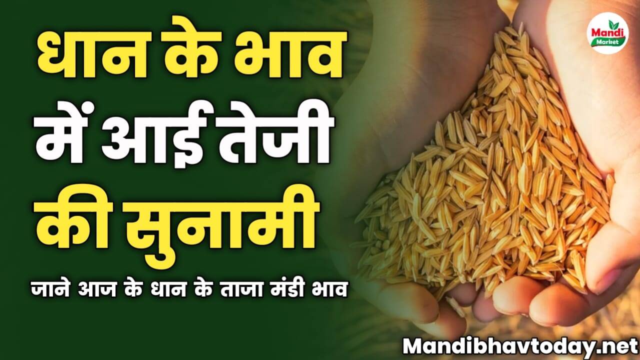 धान के भाव में आई तेजी की सुनामी | जाने आज के धान के ताजा मंडी भाव 