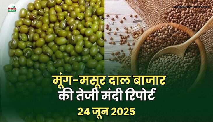 मूंग-मसूर तेजी मंदी रिपोर्ट -24 जून 2025