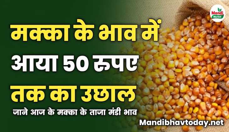 मक्का के भाव में आया 50 रुपए तक का उछाल | जाने आज के मक्का के ताजा मंडी भाव 