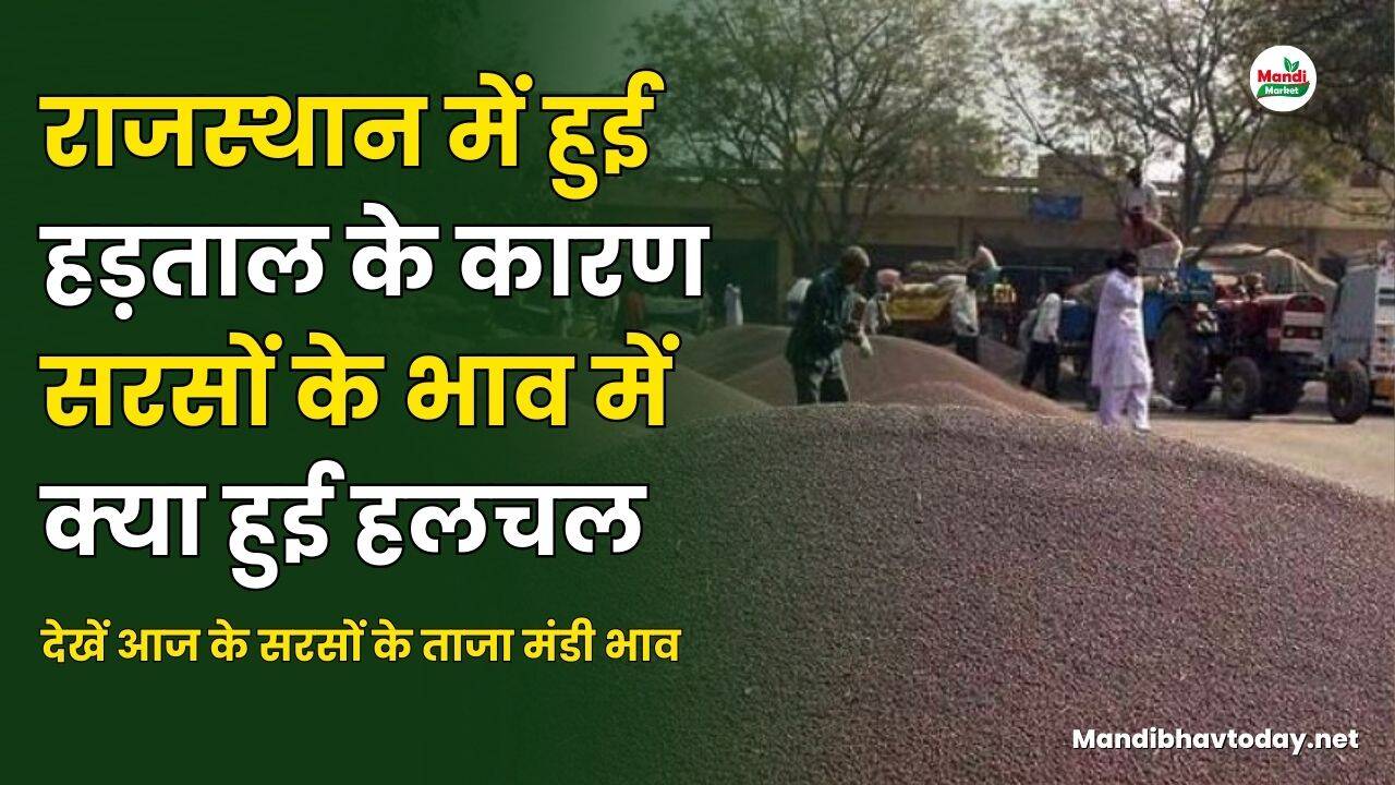 राजस्थान में हुई हड़ताल के कारण सरसों के भाव में क्या हुई हलचल | देखें आज के सरसों के ताजा मंडी भाव