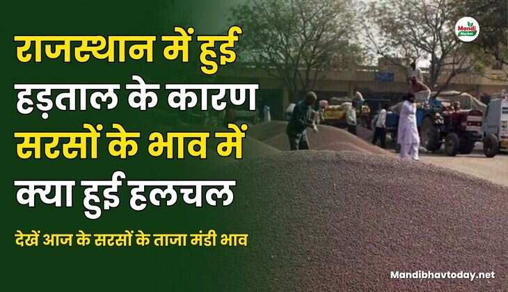 राजस्थान में हुई हड़ताल के कारण सरसों के भाव में क्या हुई हलचल | देखें आज के सरसों के ताजा मंडी भाव 