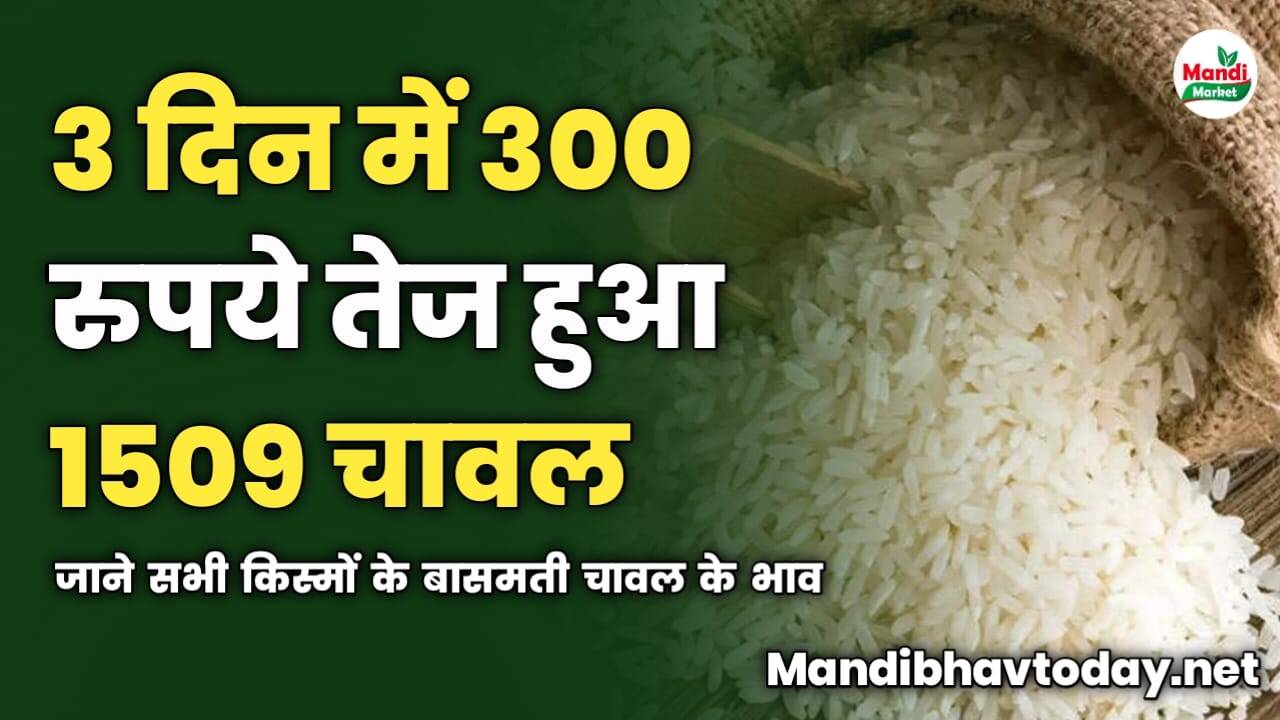 3 दिन में 300 रुपये तेज हुआ 1509 चावल | जाने सभी किस्मों के बासमती चावल के भाव