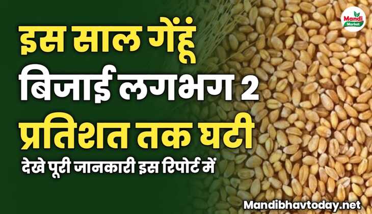 इस साल गेंहूं बिजाई लगभग 2 प्रतिशत तक घटी | जाने क्या है कारण 