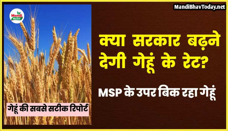 सरकारी खरीद में तेजी | प्राइवेट में MSP के उपर बिक रहा गेहूं | भाव बढ़े तो अंकुश लगा सकती है सरकार