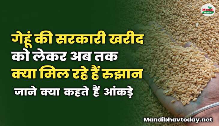 अभी तक गेहूं की सरकारी खरीद को लेकर क्या मिल रहे हैं रुझान | जाने क्या कहते हैं आंकड़े 