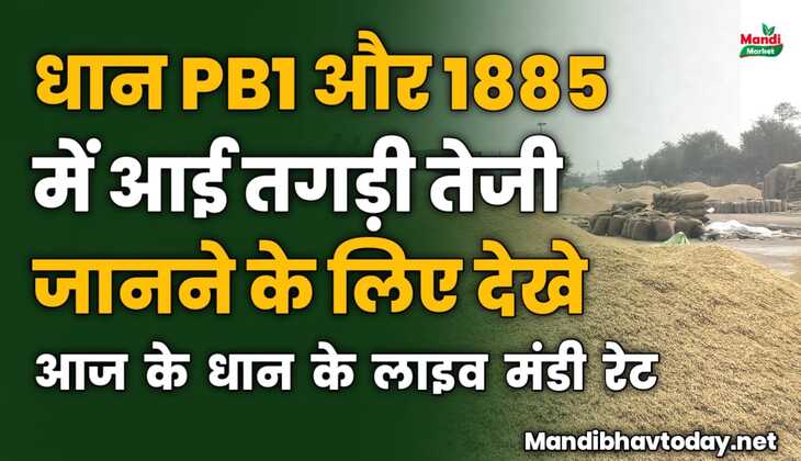 धान PB1 और 1885 में आई तगड़ी तेजी जानने के लिए देखे आज के धान के ताजा मंडी भाव 