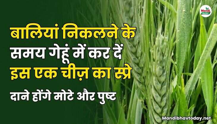 बालियां निकलने के समय गेहूं में कर दें इस एक चीज़ का स्प्रे | दाने होंगे मोटे और पुष्ट