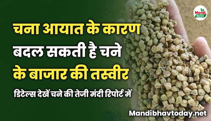चना आयात के कारण बदल सकती है चने के बाजार की तस्वीर | डिटेल्स देखें चने की तेजी मंदी रिपोर्ट में