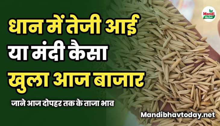 धान में आज तेजी आई या मंदी कैसा खुला बाजार | जाने आज दोपहर तक के ताजा भाव 