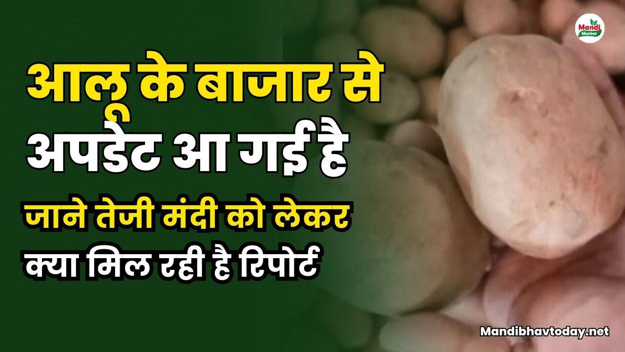 आलू के बाजार से अपडेट आ गई है। जाने तेजी मंदी को लेकर क्या मिल रही है रिपोर्ट