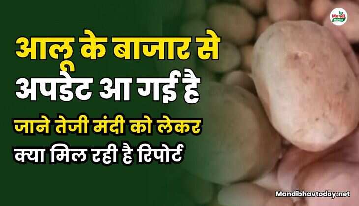 आलू के बाजार से अपडेट आ गई है। जाने तेजी मंदी को लेकर क्या मिल रही है रिपोर्ट