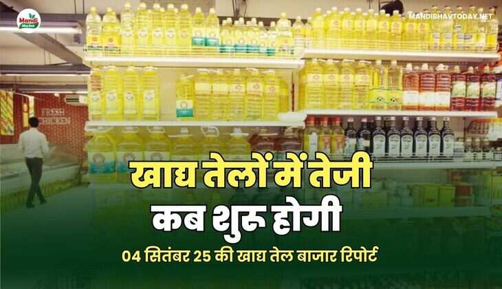  खाद्य तेल बाजार रिपोर्ट
