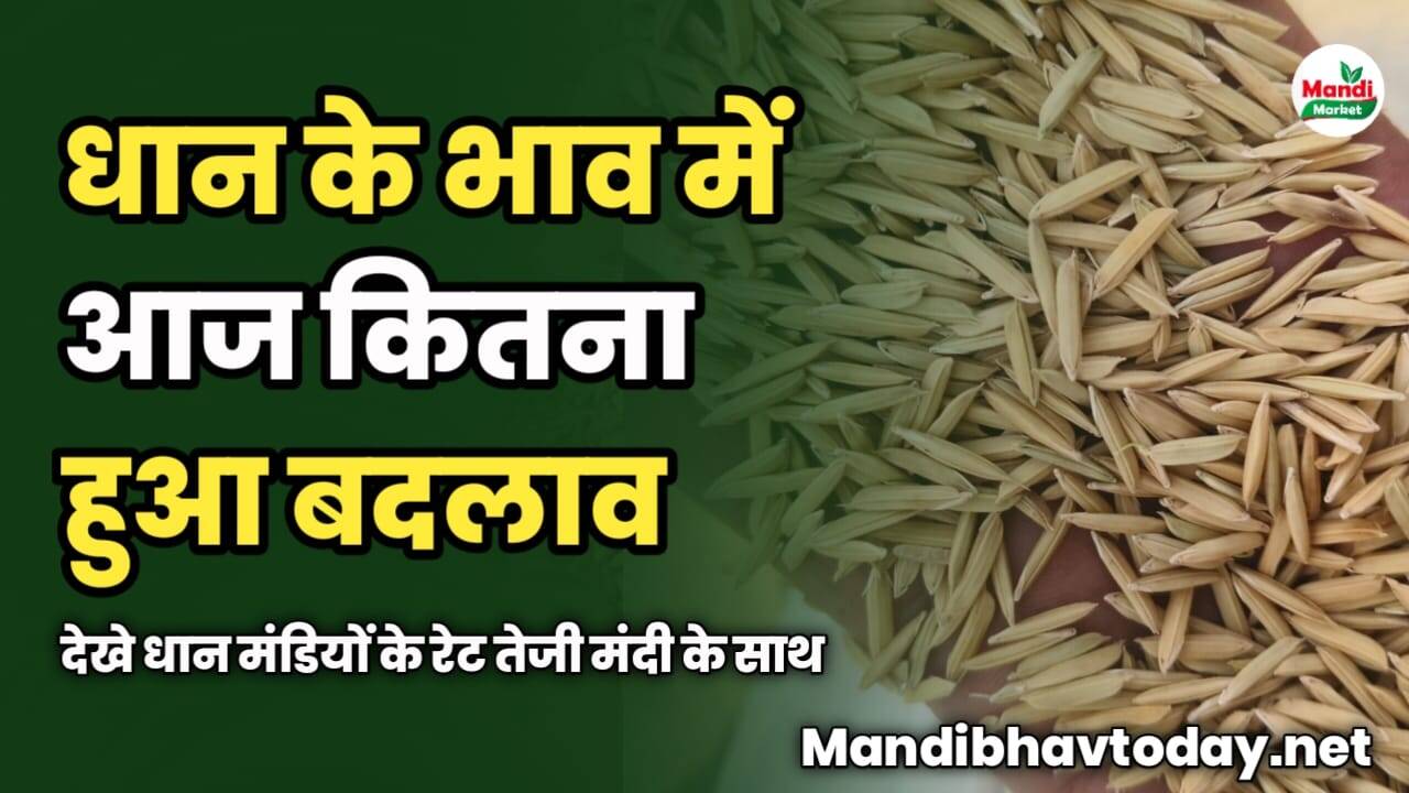 धान के भाव में आज कितना हुआ बदलाव | देखे धान मंडियों के रेट तेजी मंदी के साथ