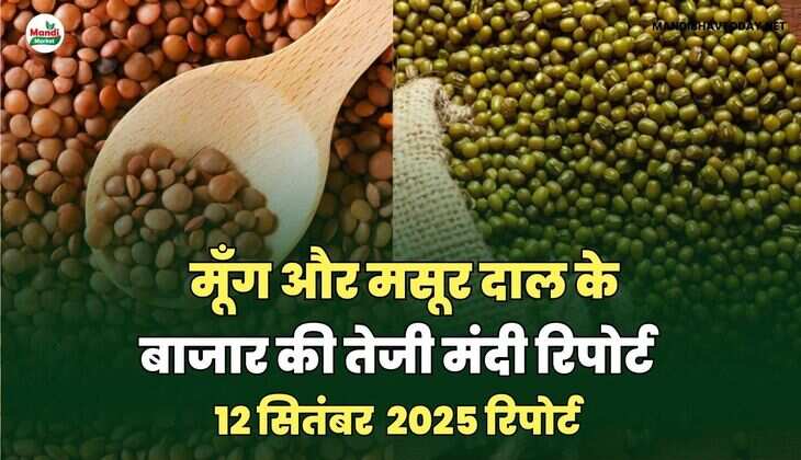 मूँग और मसूर दाल की तेजी मंदी रिपोर्ट -12  सितंबर 2025